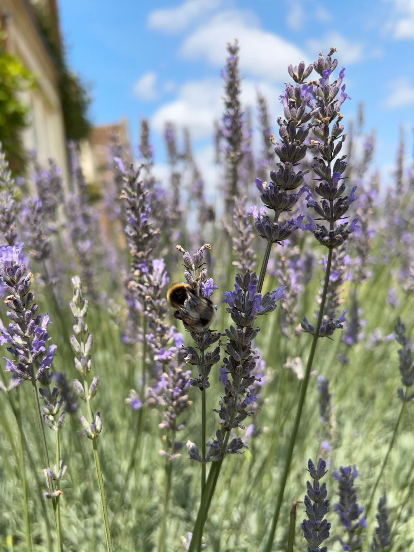 A bumblebee on lavender under a bright summer sky