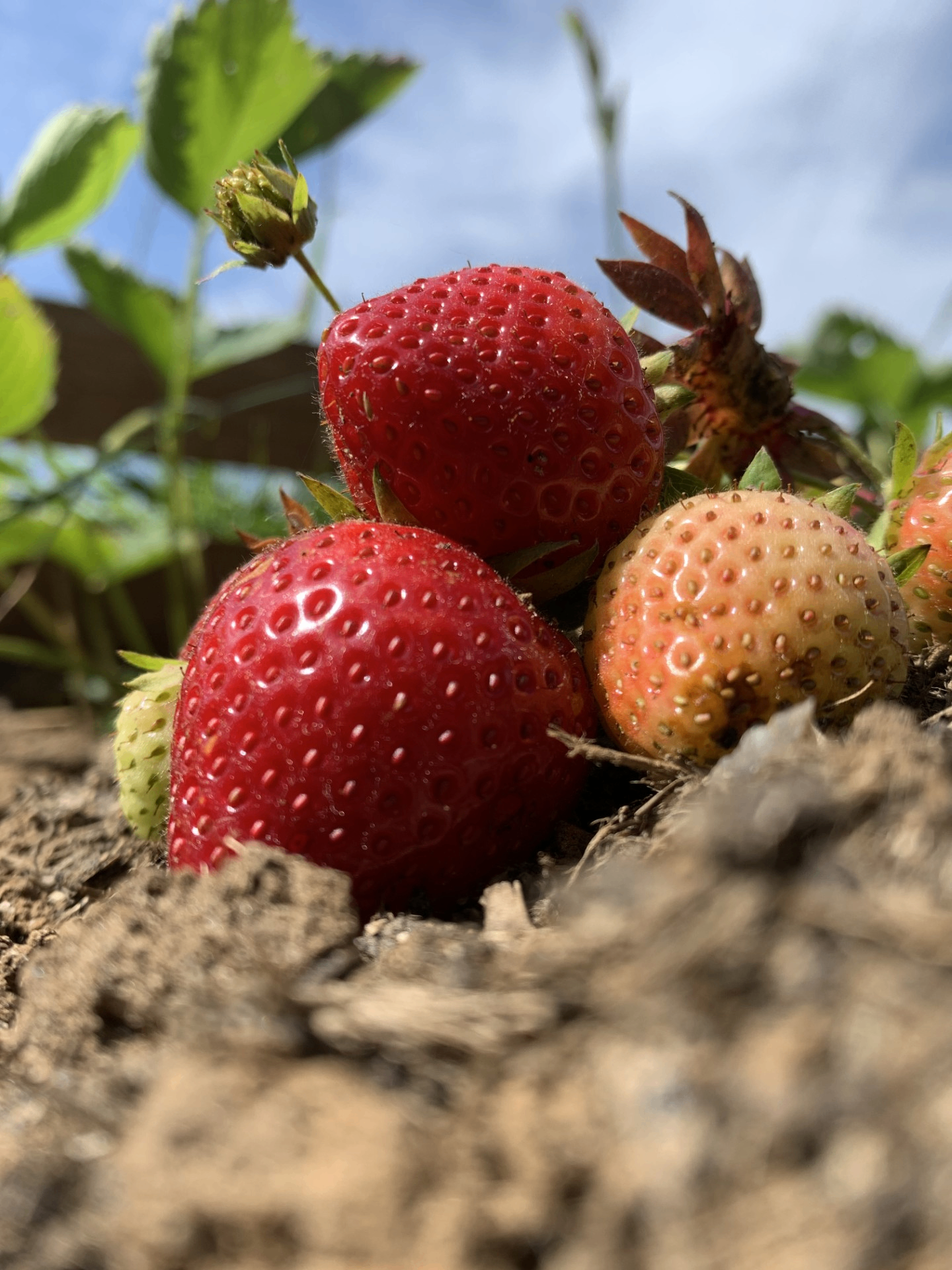Ripe strawberries growing in a garden bed under a blue sky