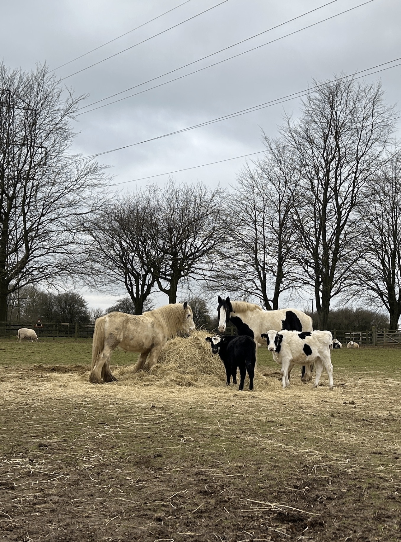 Horses, calves and sheep gathered around a haystack in a paddock with bare winter trees