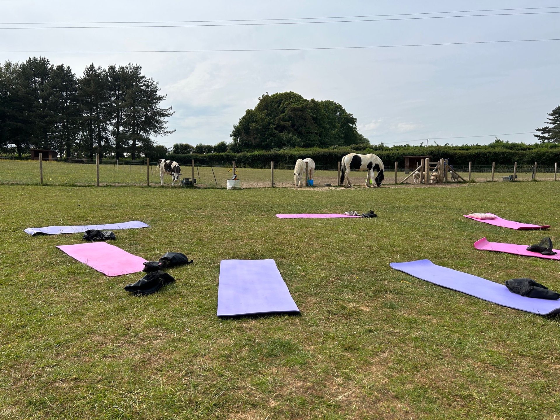 Yoga mats laid out on a sunlit pasture beside grazing horses