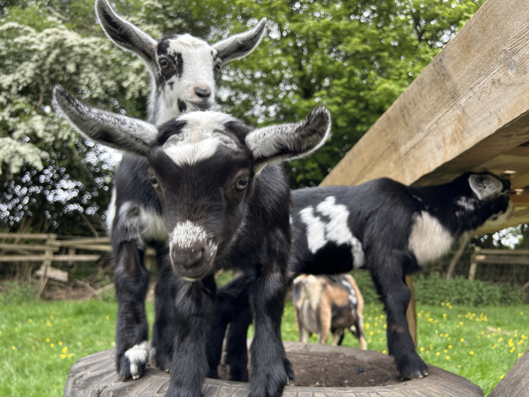 Young goats exploring a wooden playground structure in a green pasture