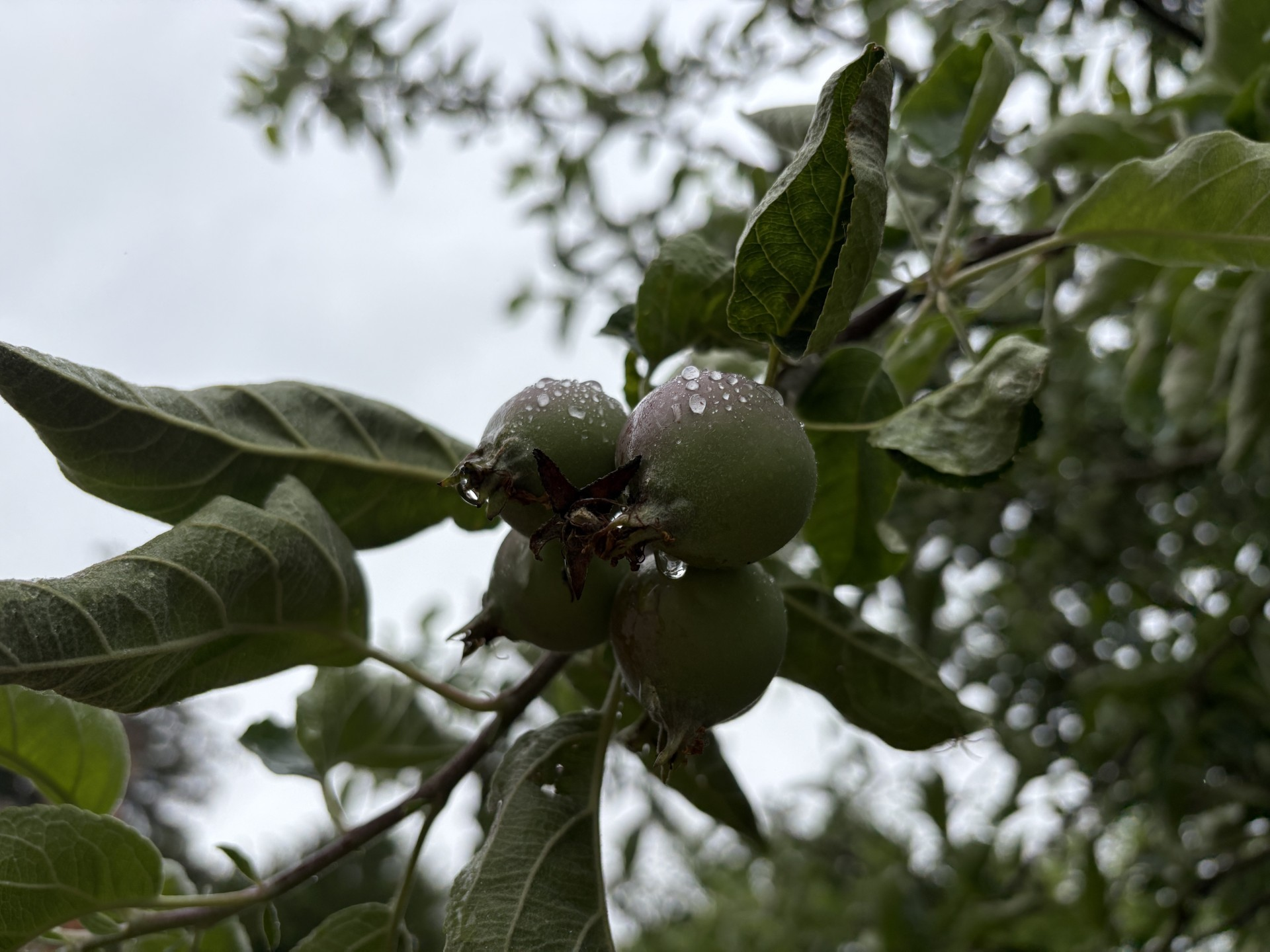 Green apples with raindrops on the branch