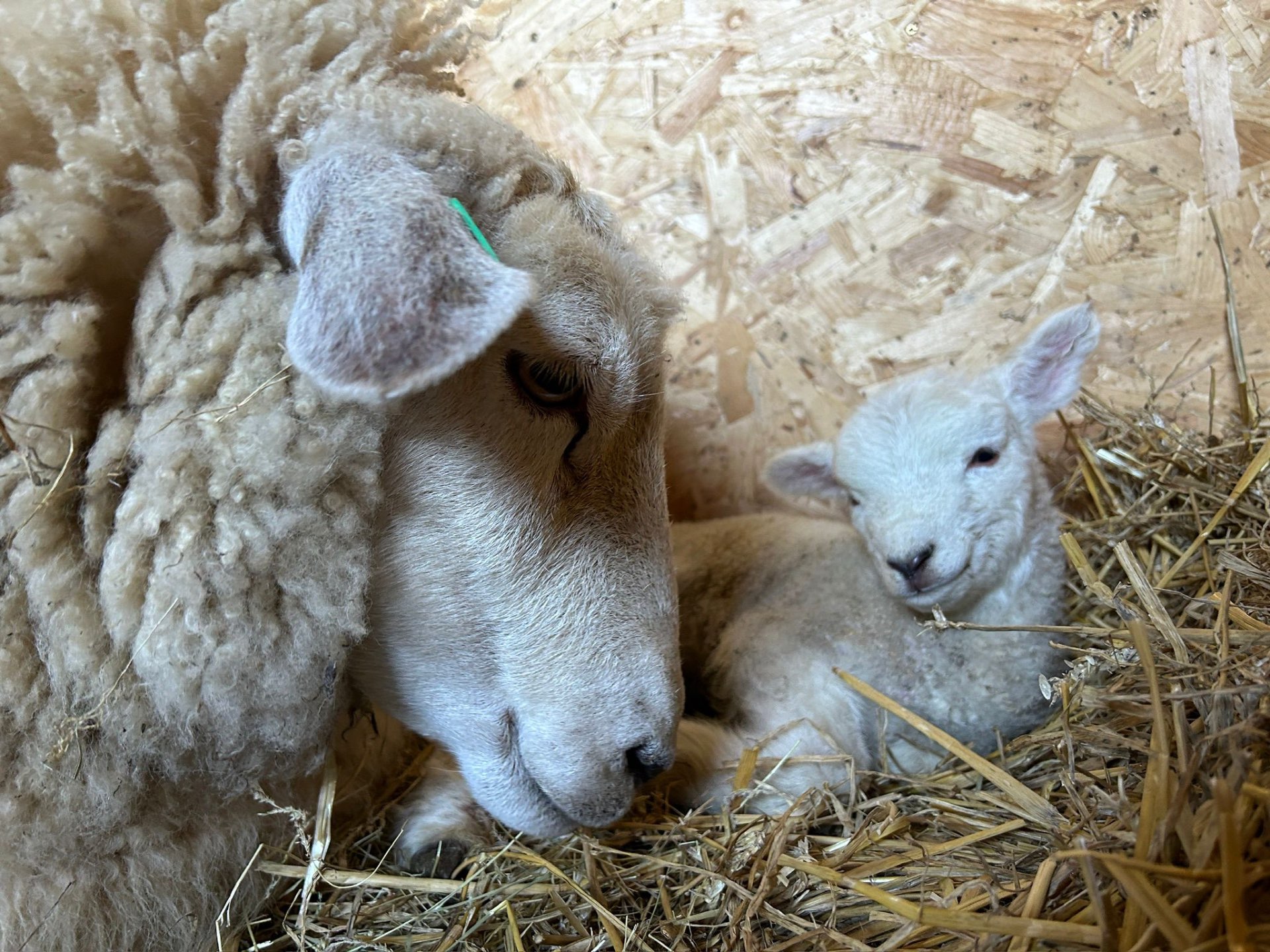A ewe and her newborn lamb nestled together in fresh straw