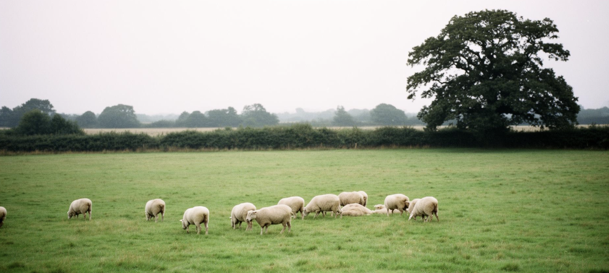 Sheep grazing in a green pasture at Yew Tree Futures farm, with a large oak tree and hedgerow in the background